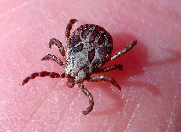 Изображение 1 для Более чем в 250 раз возрос очаг Конго-Крымской геморрагической лихорадки