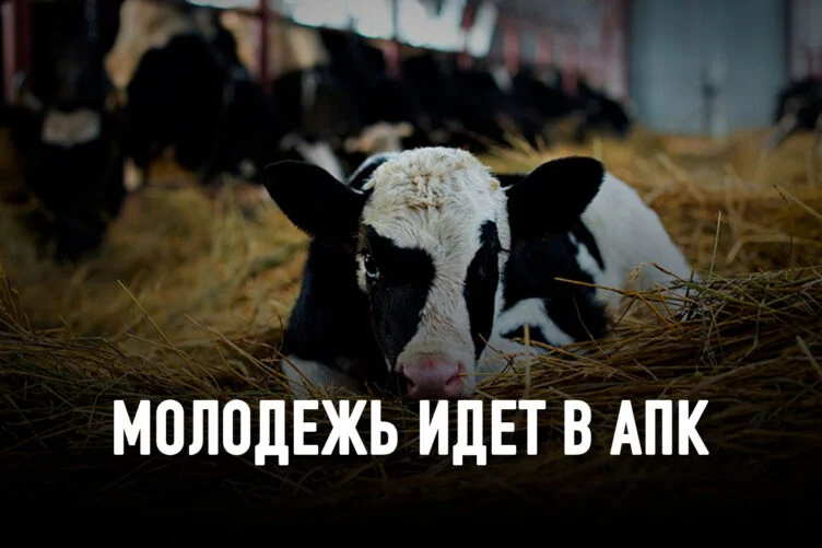 33 коровы или как разбогатеть на сельском хозяйстве - изображение 1