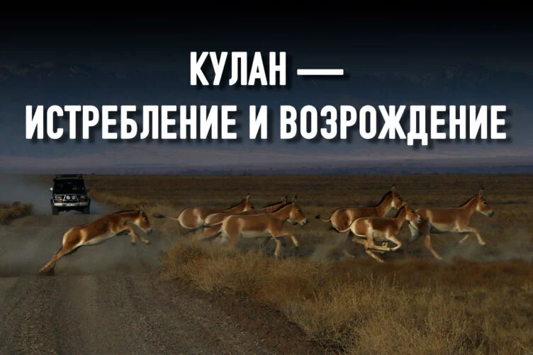 Станет ли Казахстан территорией исчезновения биоразнообразия? - изображение 1