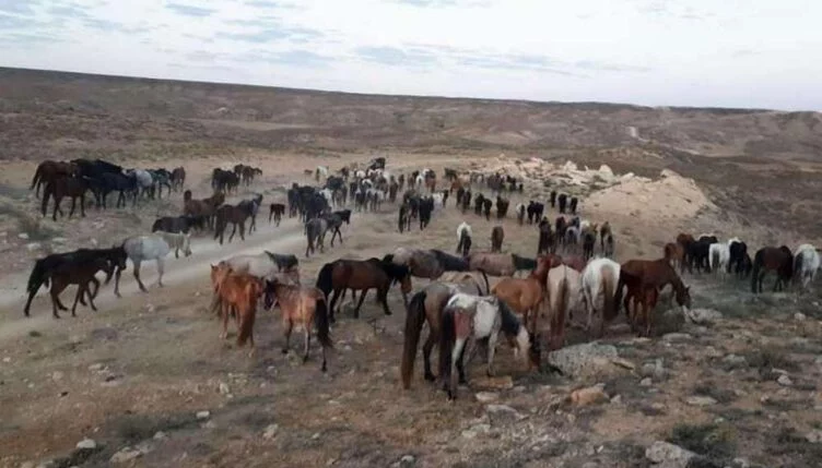 Изображение 1 для На смену голоду в Мангыстауской области пришла инфекция