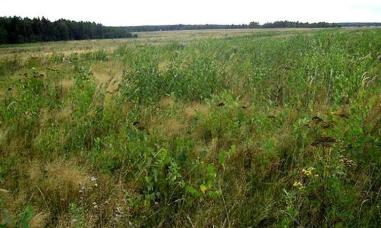 Изображение 4 для ФАО: Казахстан мало удобряет поля. Сравнительная статистика впечатляет