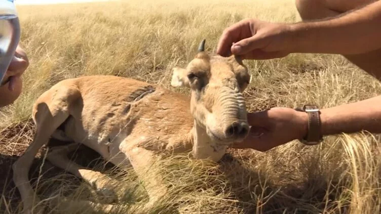 Изображение 1 для В Казахстане ужесточили ответственность за уничтожение сайгаков