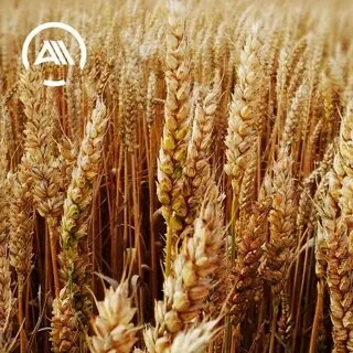 Казахстан больше всего экспортировал пшеницу в Афганистан - изображение 1