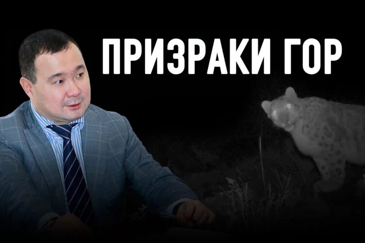 Снежные барсы появились в Национальном парке Алтын – Эмель - изображение 1