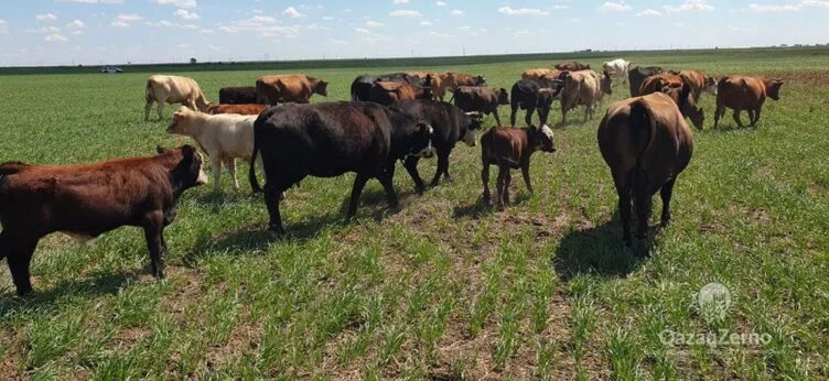 Изображение 1 для За 30 лет казахстанское животноводство так и не восстановило уровень 90-х