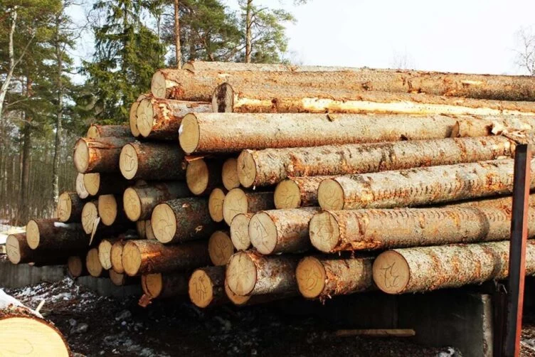 Қазақстанда ағаш экспортына тыйым салынды - изображение 1