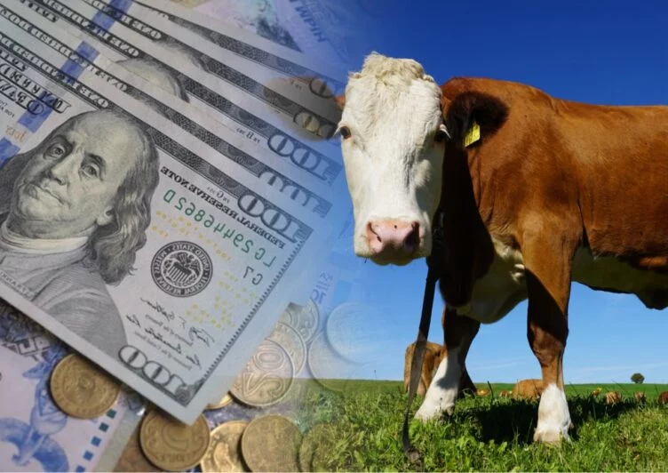 Түркістанда асыл тұқымды мал сатып алу үшін 250 млн теңге жымқырғандар ұсталды - изображение 1