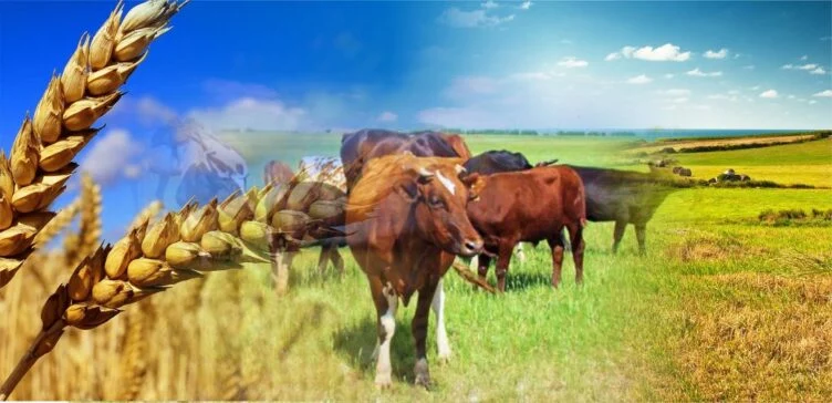 В Казахстане инвестиции в сельское хозяйство увеличились за счет государства почти на 50% за год - изображение 1