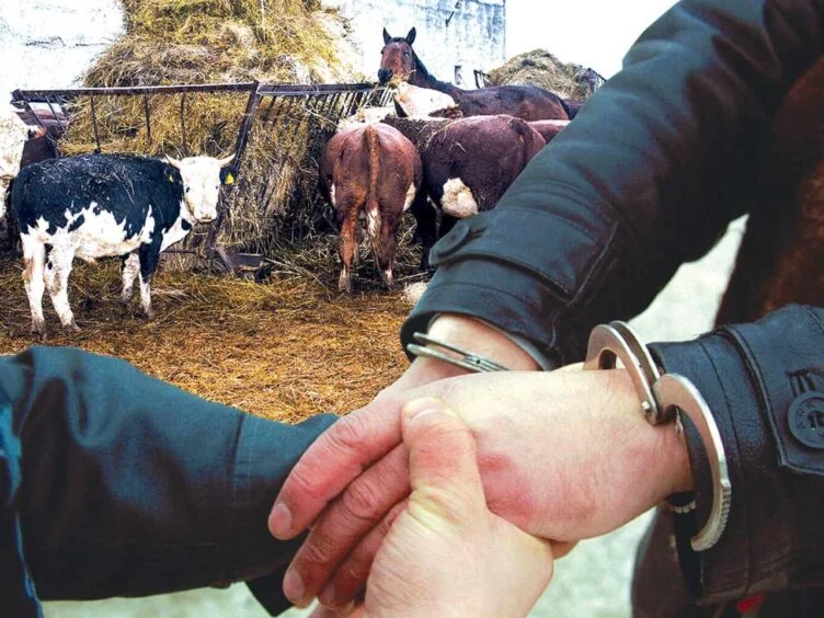 Изображение 1 для Скотокрады нанесли ущерб на сумму Т435,9 млн, большая часть преступников — 82,9% — были безработными