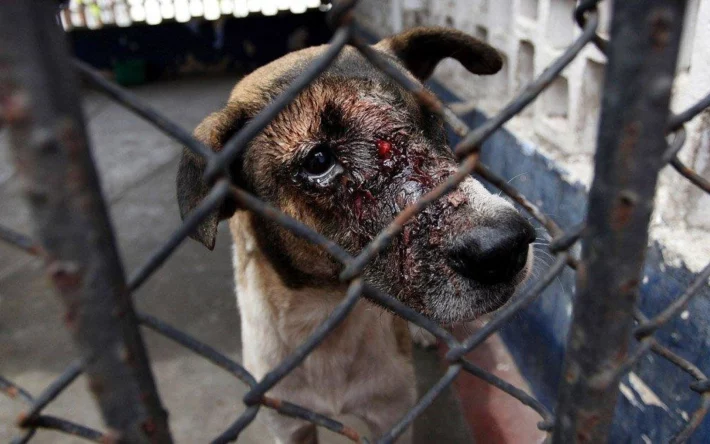 Изображение 1 для Активисты требуют отменить запрет на публикации в СМИ кадров насилия над животными