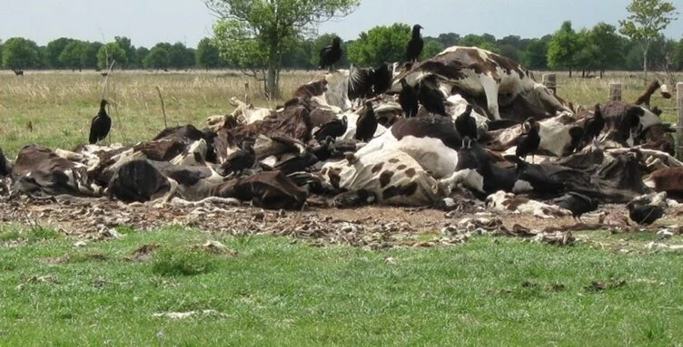 Фермеры Мангистауской области выдвинули свои требования Ногаеву - изображение 1