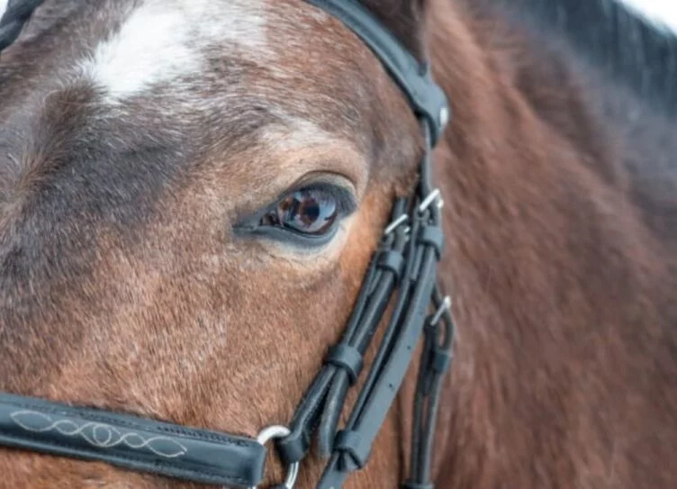 Изображение 1 для Депутат выступил против возведения дорогого ипподрома в столице