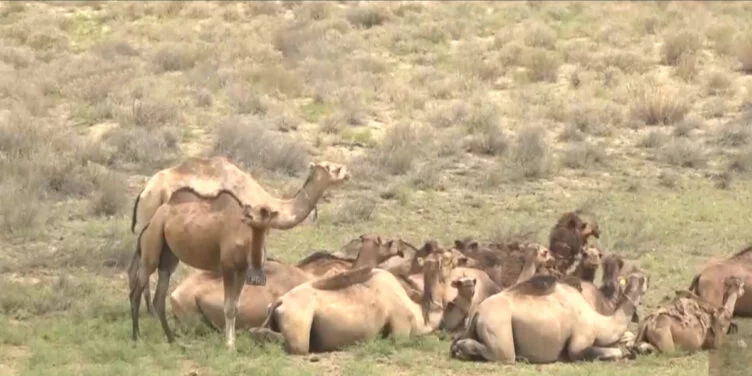 Изображение 1 для Министр сельского хозяйства подверг критике работу акимов в Мангистау