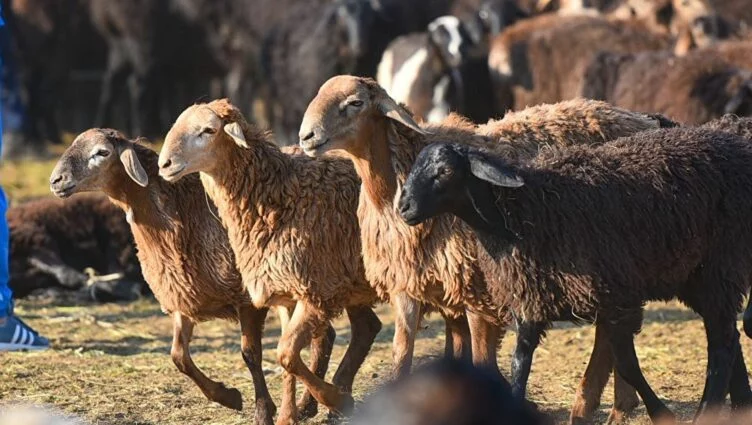Изображение 1 для Населению Узбекистана раздадут 350 тысяч овец и коз