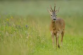 Изображение 4 для В Казахстане не выгодно вести охотничье хозяйство