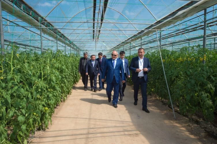 Изображение 1 для Сарыагашские фермеры оказались на грани выживания