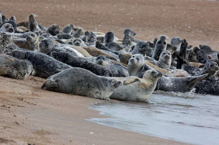 На побережье Каспийского моря в районе водозаборной дамбы месторождения «Каражанбас» обнаружено около 50 туш мертвых тюленей - изображение 1