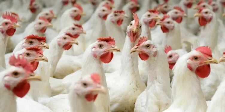 Изображение 1 для Птицефабрики Казахстана начали забой поголовья, так как птицу нечем кормить. С одной стороны стоимость зерна продолжает ставить рекорды, с другой – на рынке наблюдается его дефицит, сообщает exclusive.kz. со ссылкой на Eldala.kz. 