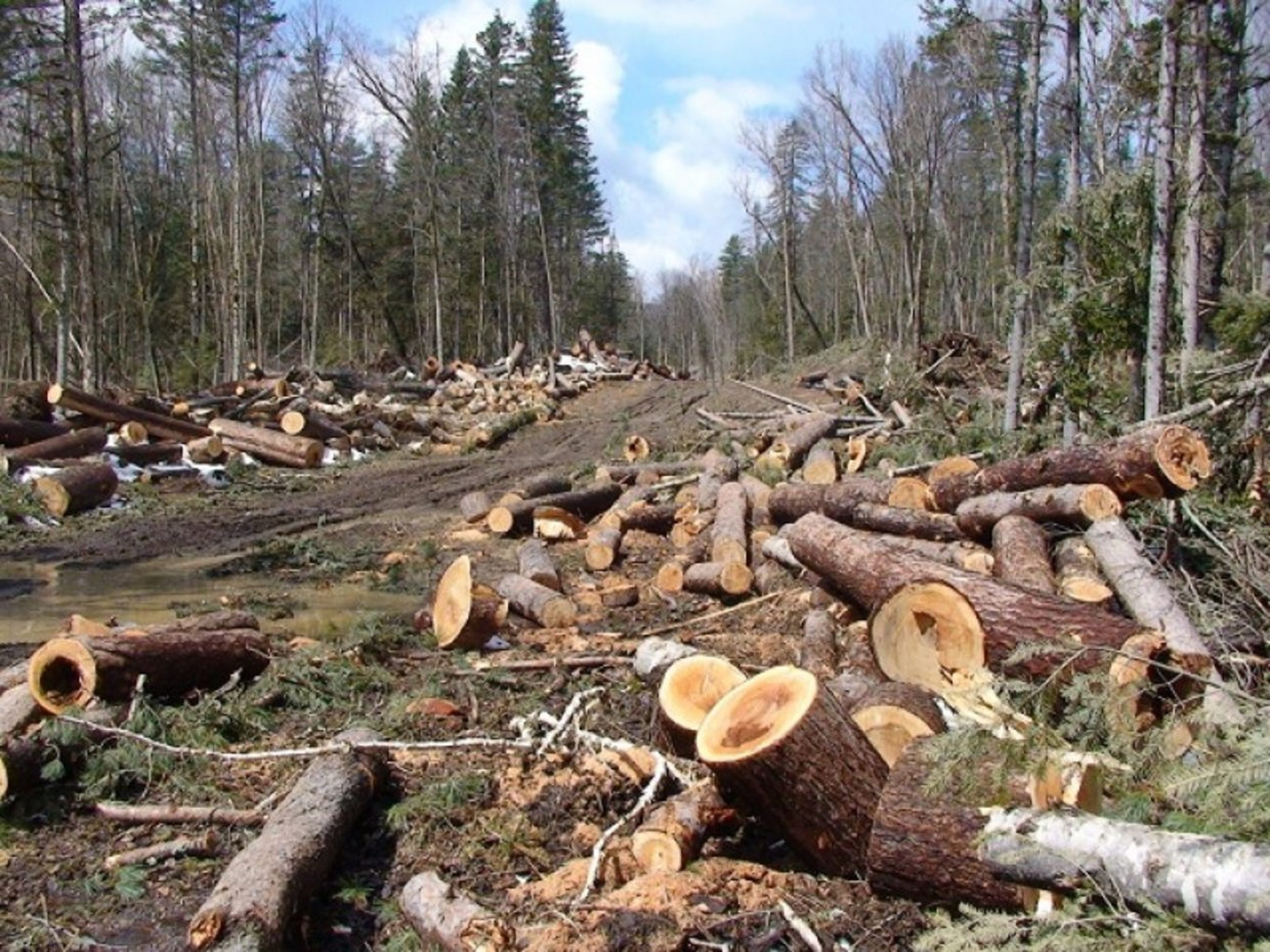 Заходишь в лесхоз и сразу чувствуешь попал. Михалков вырубает лес в Нижегородской области. Вырубают лес в Кировской области. Незаконная вырубка леса. Вырубка деревьев.