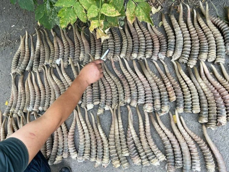 Қытайға 500 кг киік мүйізін сатпақ болғандар ұсталды - изображение 1