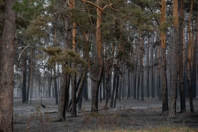 Пожары в Костанайской области: арестован директор лесхоза - изображение 1