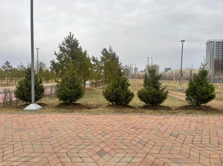 В Астане высадили ели к приезду президента Азербайджана, а после их выкорчевали - изображение 1