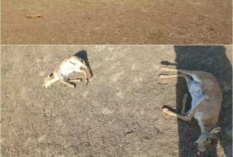 БҚО: 150-ге жуық киік өлексесі табылды - изображение 1