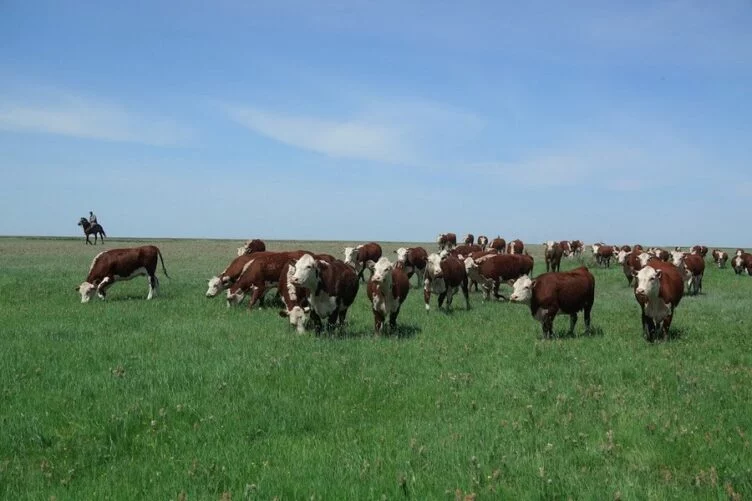 В Туркестанской области 174 акима искусственно создали дефицит пастбищ - изображение 1