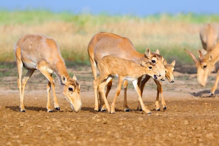 Изображение 1 для В Западно-Казахстанской области просят ввести режим ЧС из-за нашествия сайгаков
