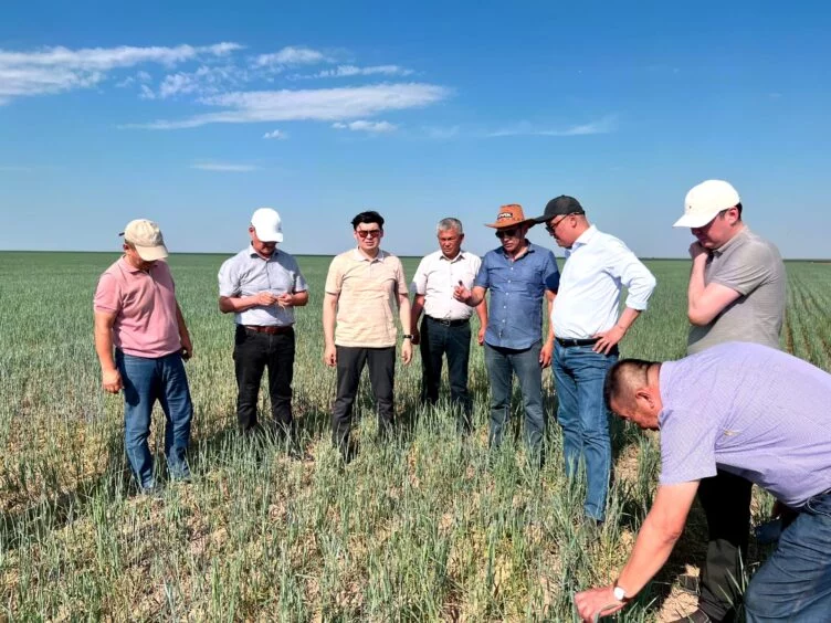 Саранча угрожает 16 тыс. га пастбищ в Костанайской области - изображение 1