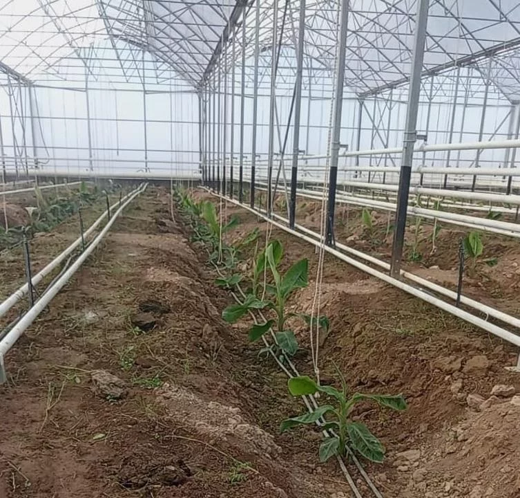 В Туркестанской области начали выращивать бананы в промышленных масштабах - изображение 1