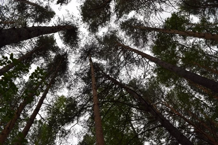 Государству вернули участок в лесу Акмолинской области - изображение 1