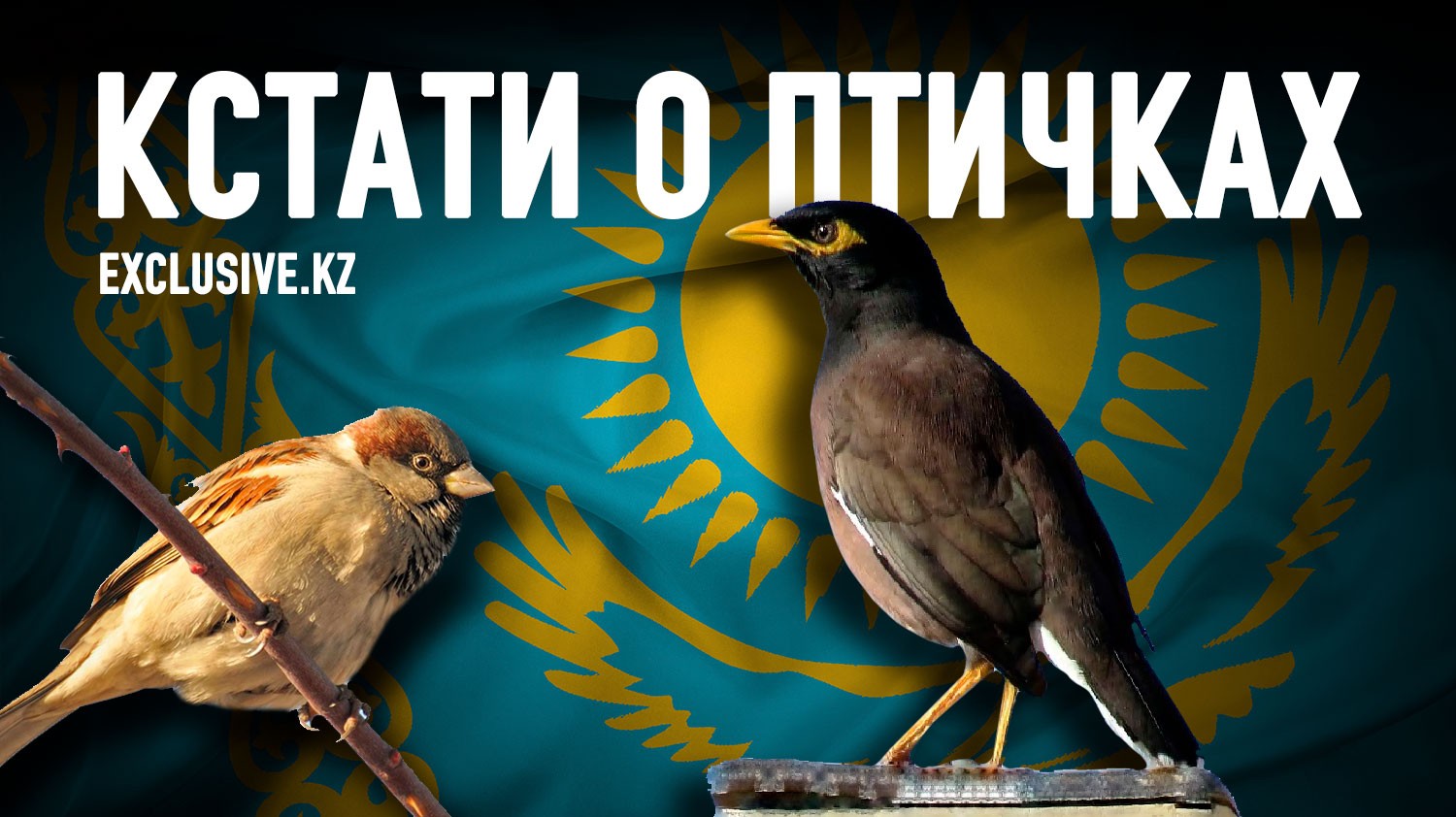 Куда делись казахстанские воробьи и откуда взялись афганские скворцы? -  Exclusive