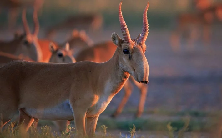 Минэкологии решили отстреливать сайгаков - изображение 1