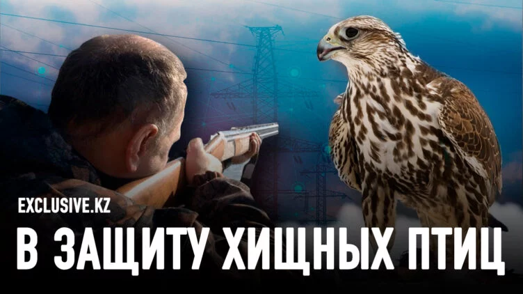 Казахстанским орлам угрожают браконьеры и энергетики - изображение 1