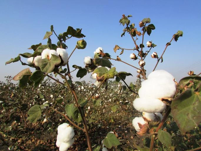Turkmen farmers sow wheat in unharvested cotton fields to keep to official timetable - изображение 1