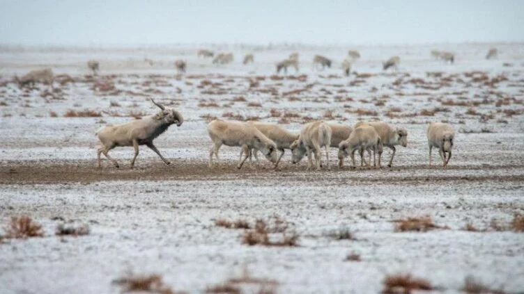 Полиция Атырау облысындағы киіктердің өлексесі туралы мәлімдеме жасады - изображение 1