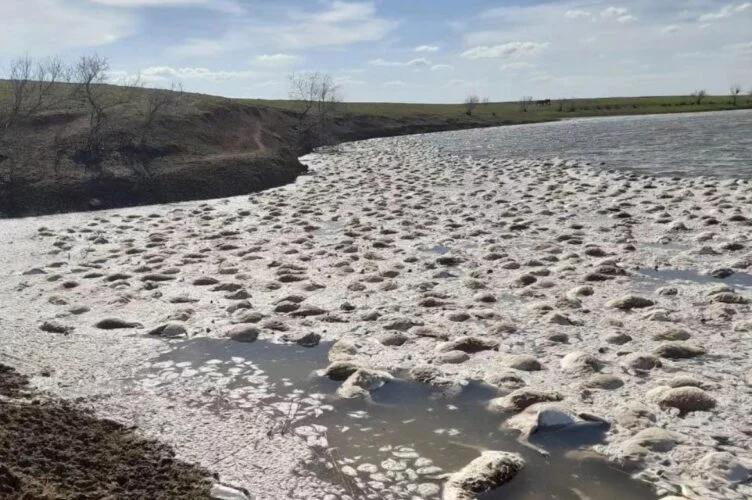 Массовая гибель сайгаков в водоеме произошла в Бокейрдинском районе - изображение 1
