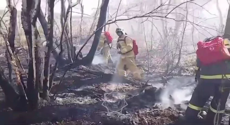 Пожар в «Семей Орманы» ликвидировали - изображение 1
