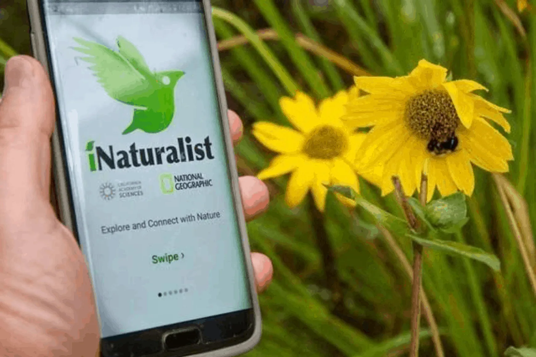 Казахстан впервые присоединился к мировому конкурсу City Nature Challenge - изображение 1