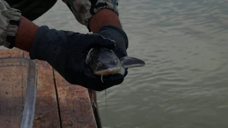 Сибирский осетр вернулся в Черный Иртыш - изображение 1