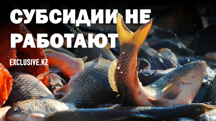 Почему в Костанайской области нет своей рыбной промышленности - изображение 1