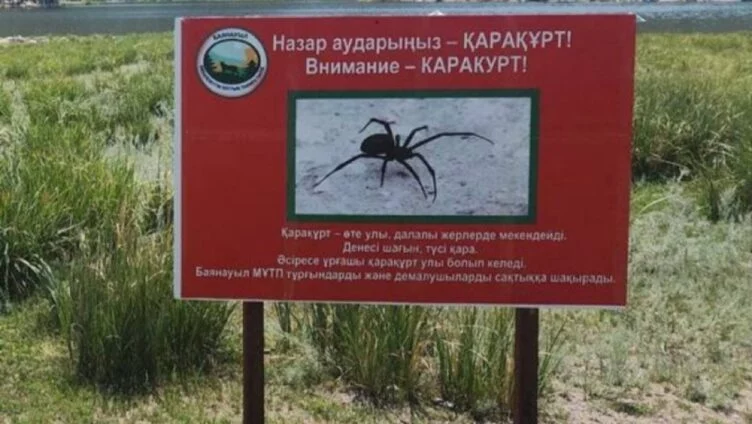 В Павлодарской области могут объявить ЧС из-за нашествия каракуртов - изображение 1