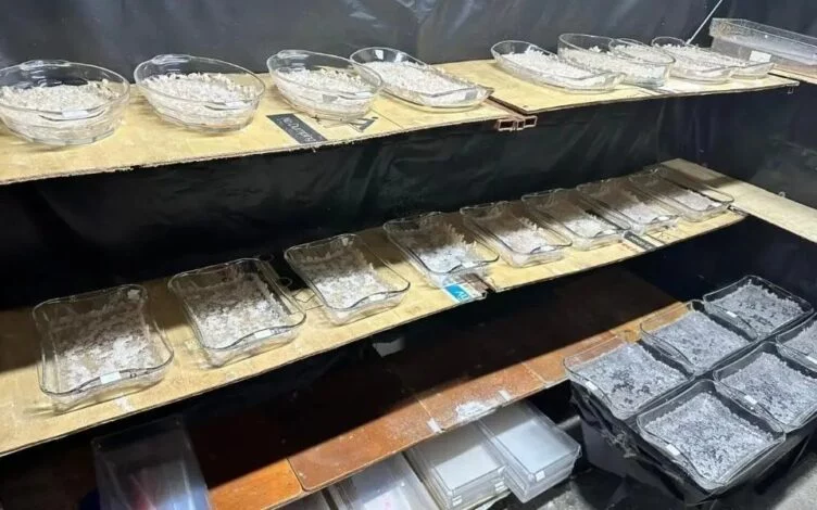 В Казахстане ликвидирована деятельность 55 Telegram-каналов по продаже наркотиков - изображение 1