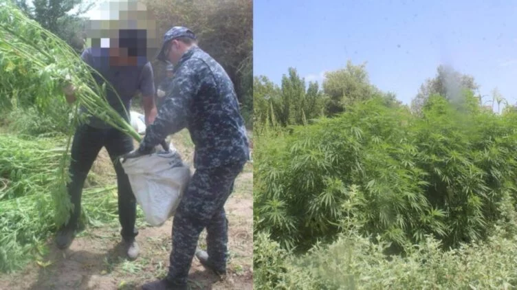 Крупный наркопосев ликвидирован в Кызылординской области - изображение 1
