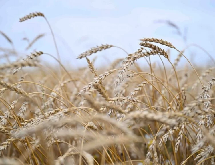 Изображение 1 для Виды на урожай: 20 млн тонн зерновых планируют собрать в Казахстане