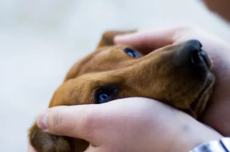 В Казахстане стали меньше издеваться над животными? - изображение 1