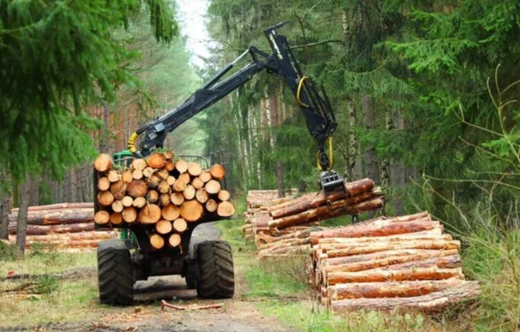 Экспорт леса из России рухнул на треть после западных санкций - изображение 1
