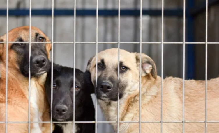 Эвтаназию для безнадзорных животных через 15 дней после отлова предлагают депутаты - изображение 1