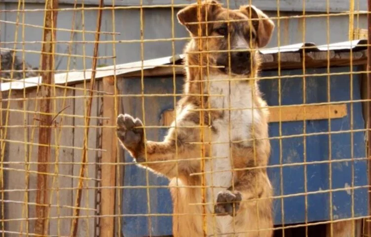 В Администрации президента высказались о поправках в закон об ответственном обращении с животными - изображение 1